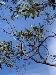 Eucalyptus kitsoniana