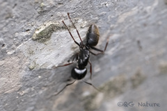 Camponotus japonicus