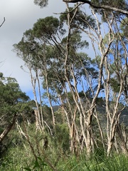 Eucalyptus kitsoniana