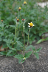 Tridax procumbens