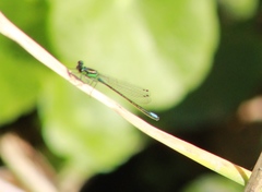 Ischnura denticollis