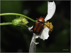 Paratrichius diversicolor