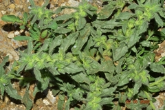 Nonea micrantha