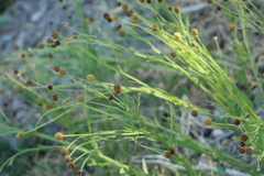 Helenium thurberi