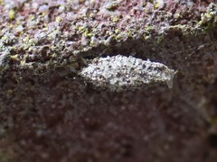 Dahlica triquetrella