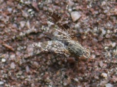 Tephritis vespertina