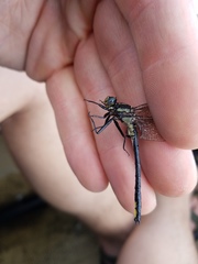 Phanogomphus descriptus