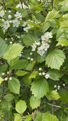 Crataegus