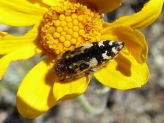 Acmaeodera