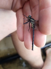 Phanogomphus descriptus