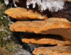 Inonotus nothofagi