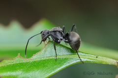 Polyrhachis wolfi