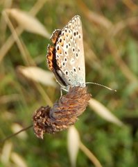 Polyommatus escheri