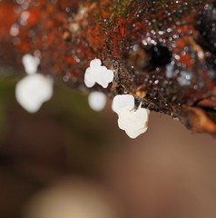 Physalacria australiensis