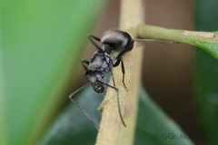 Polyrhachis wolfi