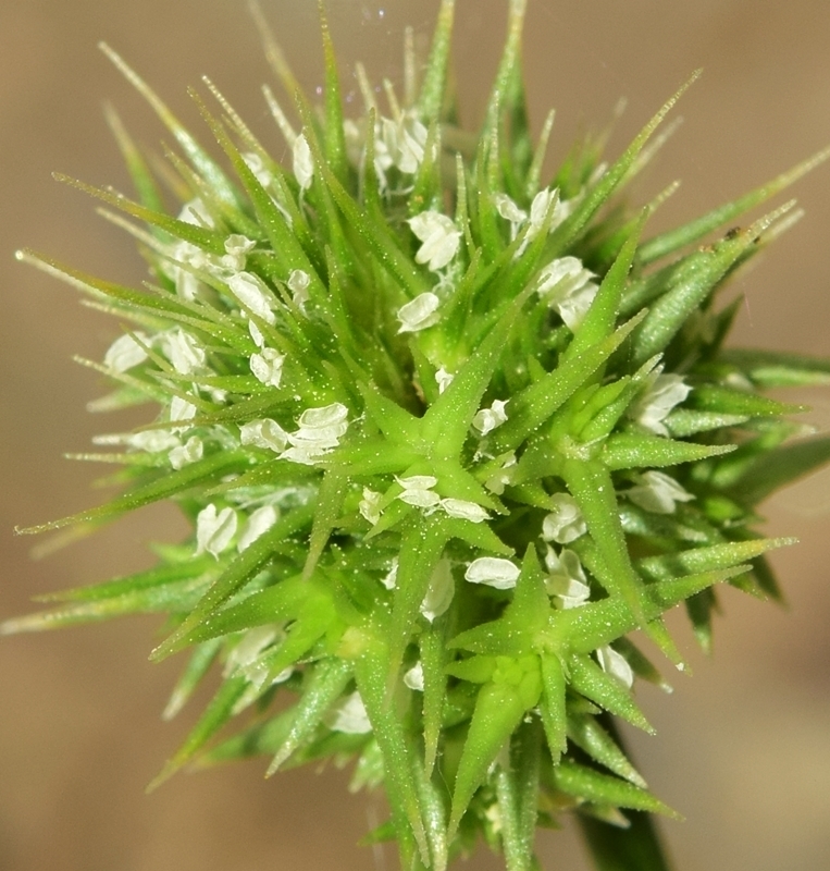 Hedgehog Grass