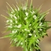Echinaria capitata - Photo (c) faluke, alguns direitos reservados (CC BY-NC), uploaded by faluke