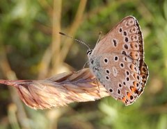 Polyommatus escheri