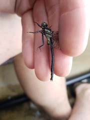 Phanogomphus descriptus