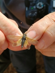 Libelloides ictericus