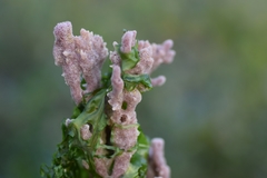 Callyspongia diffusa