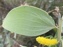 Acacia nesophila