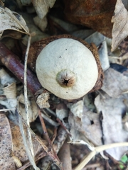 Geastrum
