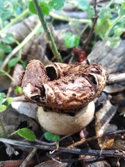 Geastrum