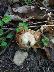Geastrum