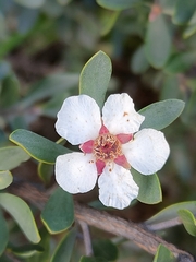 Leptospermum glaucescens