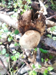 Geastrum