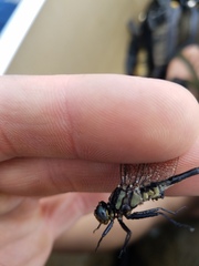 Phanogomphus descriptus