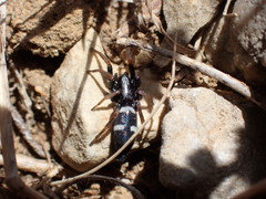 Aphantaulax trifasciata