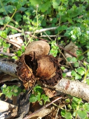 Geastrum
