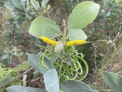 Acacia nesophila