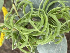 Acacia nesophila