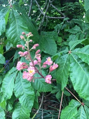 Aesculus × carnea