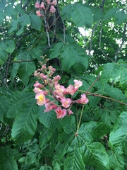 Aesculus × carnea