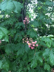 Aesculus × carnea