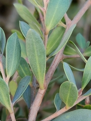 Leptospermum glaucescens