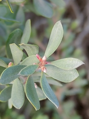 Leptospermum glaucescens