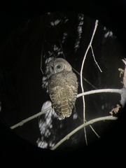 Strix occidentalis occidentalis