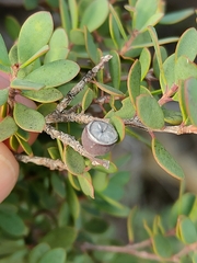 Leptospermum glaucescens