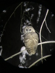 Strix occidentalis occidentalis