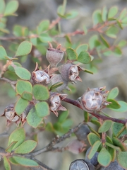 Leptospermum glaucescens
