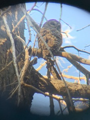 Strix occidentalis occidentalis
