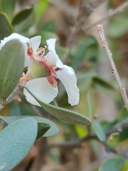 Leptospermum glaucescens