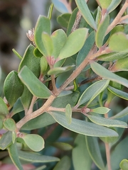 Leptospermum glaucescens