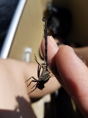 Phanogomphus descriptus