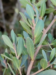 Leptospermum glaucescens